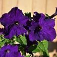 Петуния грандифлора Тритуния Блю