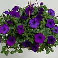 Петуния ампельная Опера Блю
