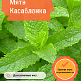 Мята Касабланка