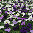 Петуния грандифлора Дримс Ватерфол Микс