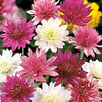 Ксерантемум  Смесь окрасок