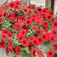 Петуния ампельная F1 Тайдал Вейв Ред Велюр