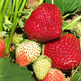 Земляника садовая Вивальди