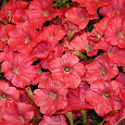 Петуния ампельная F1 Изи Вейв	Корал Риф
