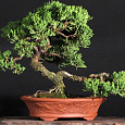 Можжевельник Бонсай
