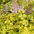 Астильба китайская Color Flash Lime Астильба китайская Color Flash Lime