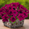 Петуния грандифлора Саксесс 360° Парпл