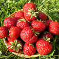 Земляника садовая Мизе Шиндлер Земляника садовая Мизе Шиндлер