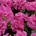 Петуния махровая многоцветковая Дуо Пинк