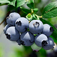 Голубика высокорослая Сиерра