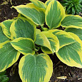 Хоста Гибридная Majesty Хоста Гибридная Majesty