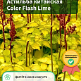Астильба китайская Color Flash Lime Астильба китайская Color Flash Lime