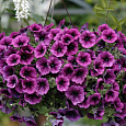 Петуния каскадная Рэмблин Шугар Плам