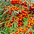 Облепиха Красный Факел