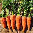 Морковь Шантенэ Роял