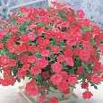 Петуния ампельная Опера Корал