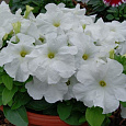 Петуния грандифлора Лимбо Джи Пи Вайт