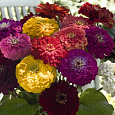 Цинния Гиганты Бенари смесь окрасок