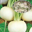 Редька Зимняя круглая белая
