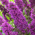 Буддлея Давида Тутти Фрутти (Патио)