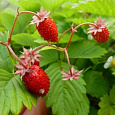 Земляника (Клубника) Ремонтантная Рюген Земляника (Клубника) Ремонтантная Рюген