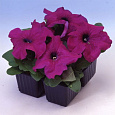Петуния крупноцветковая Танго Пурпурная