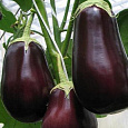 Баклажан обыкновенный Вакула 