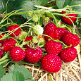 Земляника садовая Мизе Шиндлер Земляника садовая Мизе Шиндлер