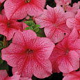 Петуния грандифлора Лимбо Джи Пи	Ред Вейнед
