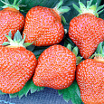 Земляника садовая Верити