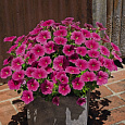 Петуния ампельная Саксесс Пинк Вейн
