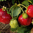 Земляника (Клубника) Русский Размер F1 Земляника (Клубника) Русский Размер F1