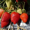 Земляника садовая Олимпия