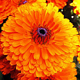 Календула махровая Оранжевый король