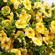 Калибрахоа Cabaret Lemon