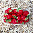 Земляника садовая Манилл