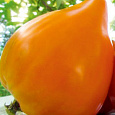 Томат Янтарная Россыпь