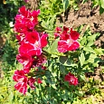 Годеция крупноцветковая Красна девица