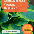 Хоста Зибольда Фрэнсис Вилльямс Хоста Зибольда Фрэнсис Вилльямс