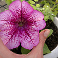 Петуния грандифлора призм Вишневые Жилки