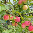 Яблоня Юбилей Москвы