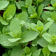 Мята колосистая Испанская
