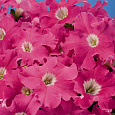 Петуния грандифлора Аладдин Пинк
