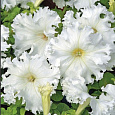 Петуния бахромчатая Афродита белая