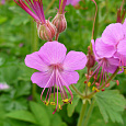 Герань (Аистов клюв) крупнокорневищная Bevan`s Variety
