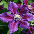 Клематис крупноцветковый Распутин