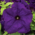 Петуния грандифлора Браво Микс