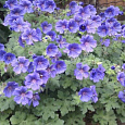 Герань гибридная Блу Блад