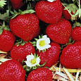 Земляника садовая Фламенко