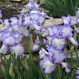 Ирис германский Autumn  Circus
